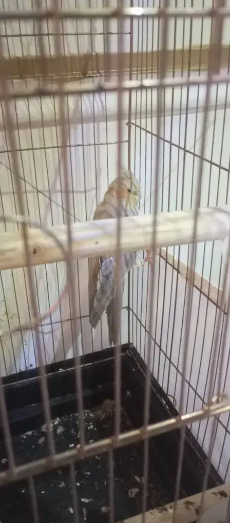 قلیان|صنایع دستی و سایر لوازم تزئینی|رباط‌کریم, رباط‌کریم|دیوار