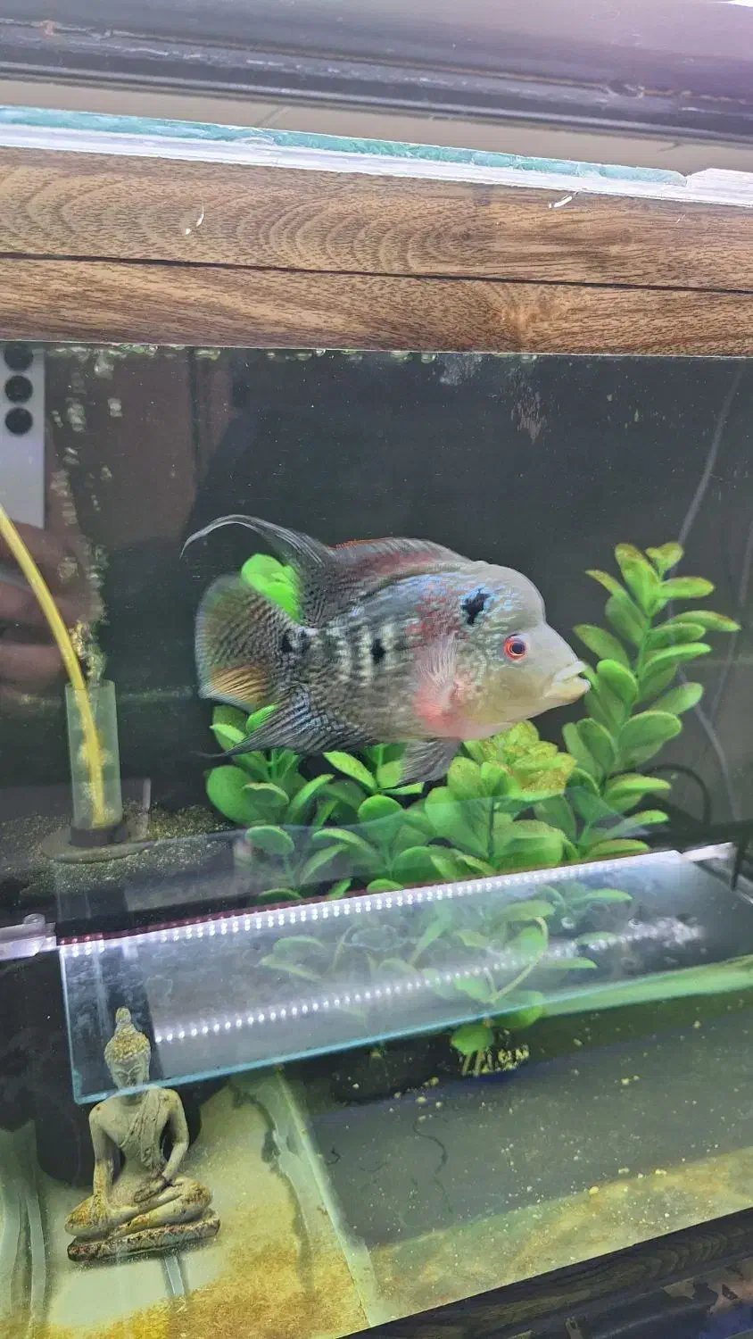 فلاور|ماهی|نیشابور, شریعتی|دیوار