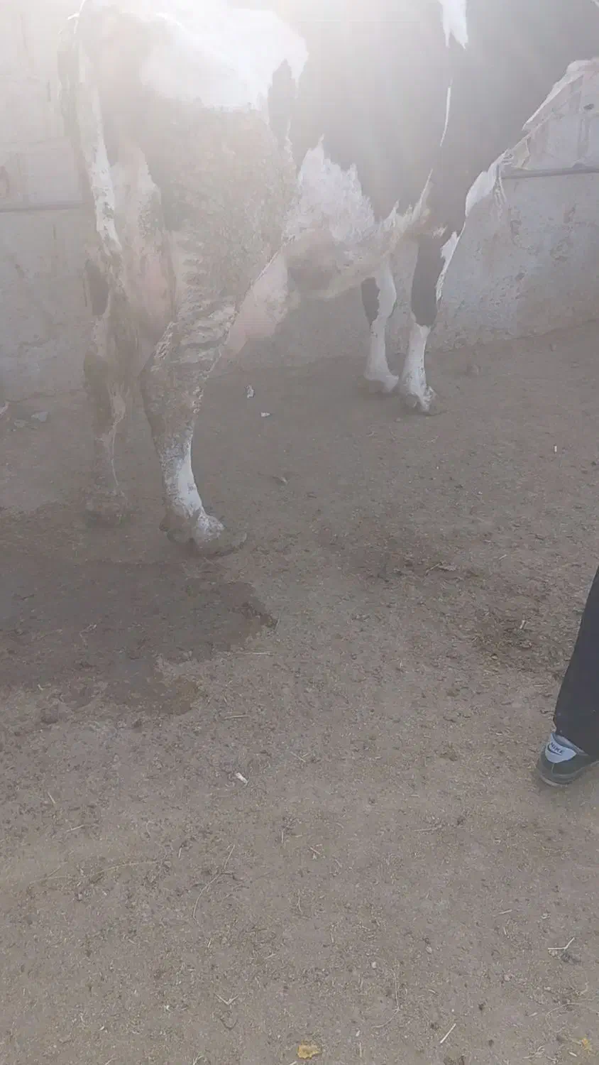 گاو با گوساله ماده ۳۵کلیوشیر|حیوانات مزرعه|قوچان, |دیوار