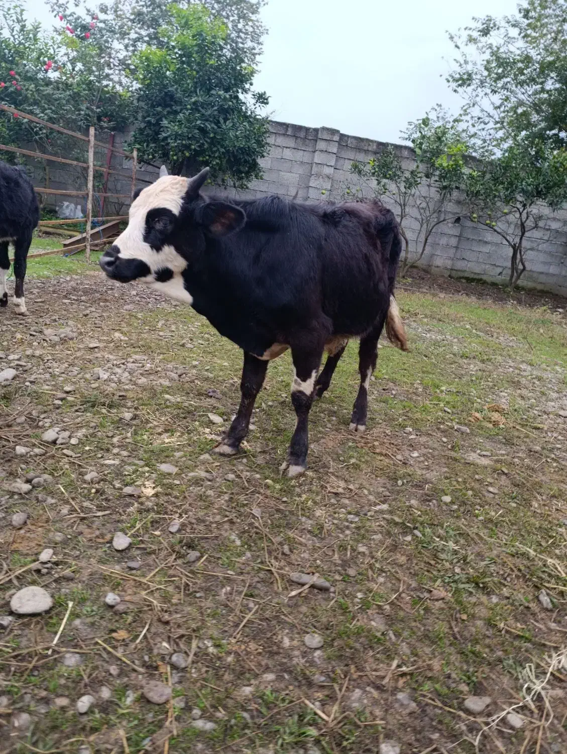 ورزا کوله چالوسی گاو نر|حیوانات مزرعه|سنگر, |دیوار