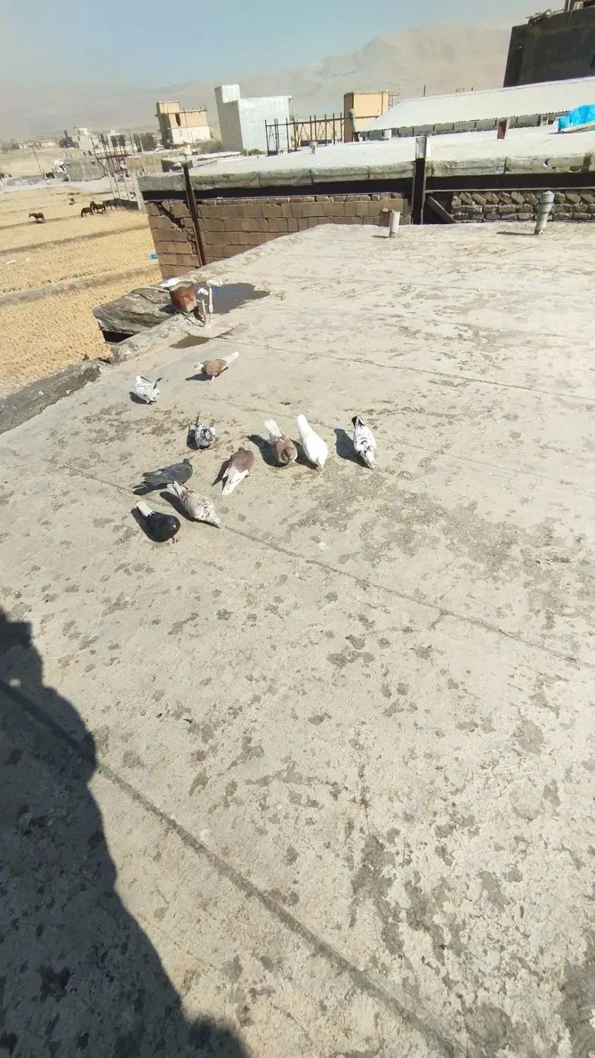 پرنده|پرنده|دورود, |دیوار