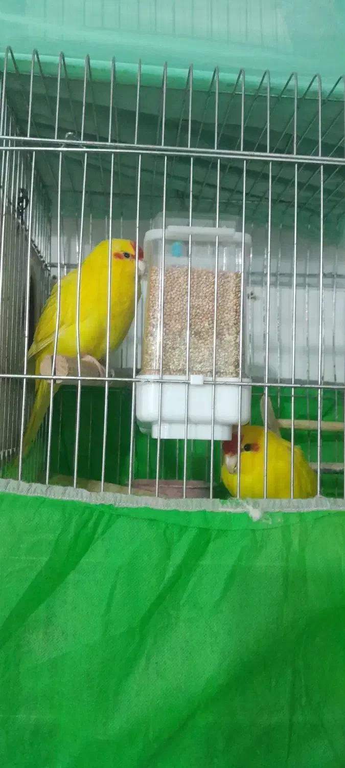 باباکوری|پرنده|دابودشت, |دیوار