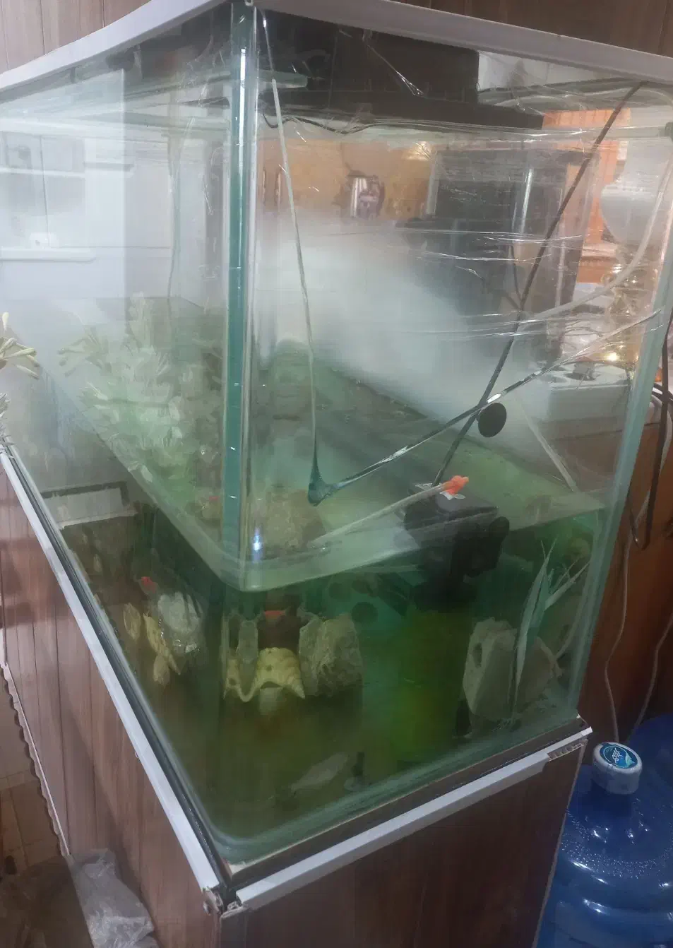 آکواریوم|ماهی|سنندج, |دیوار