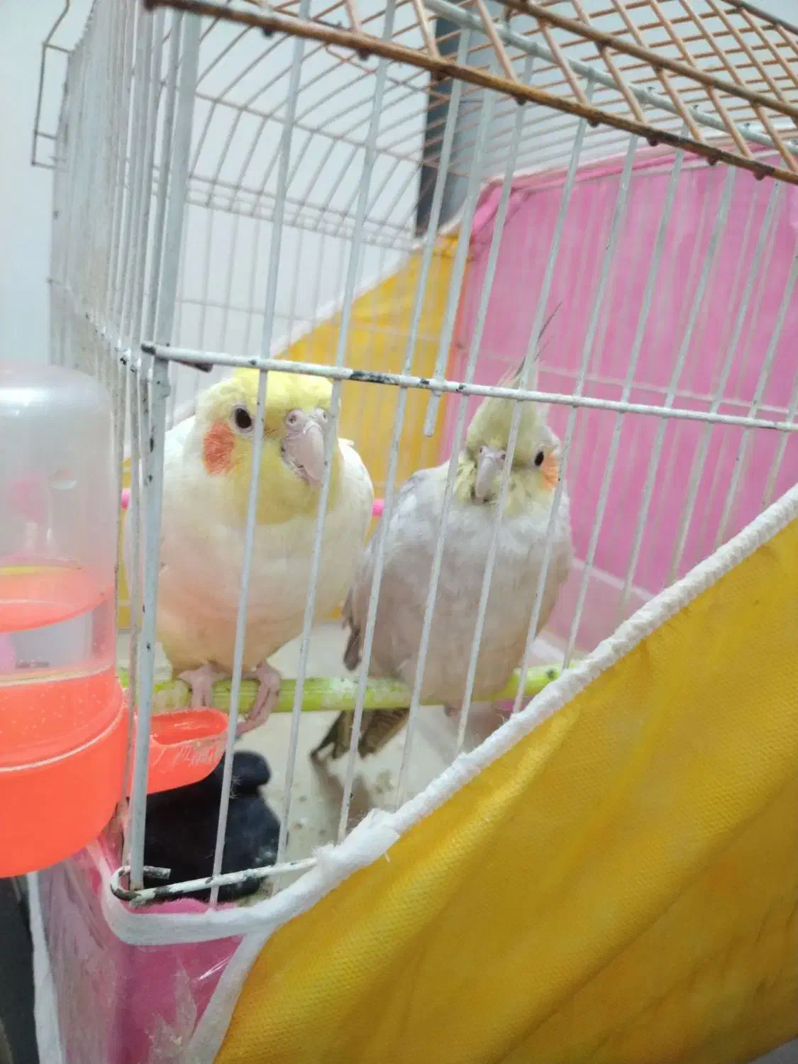 عروس هلندی|پرنده|مشهد, عامل|دیوار