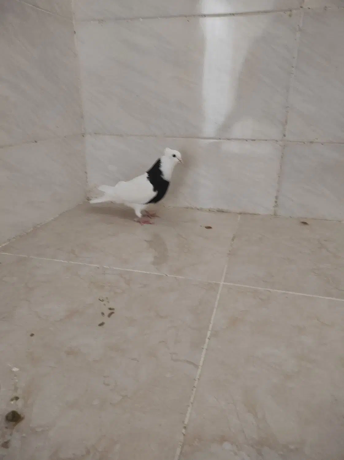 نر طوق سیا|پرنده|شوشتر, |دیوار