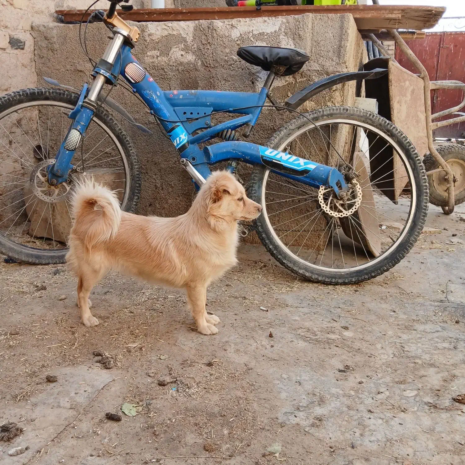 سگ پا کوتاه سگ خونگی|سگ|صباشهر, |دیوار