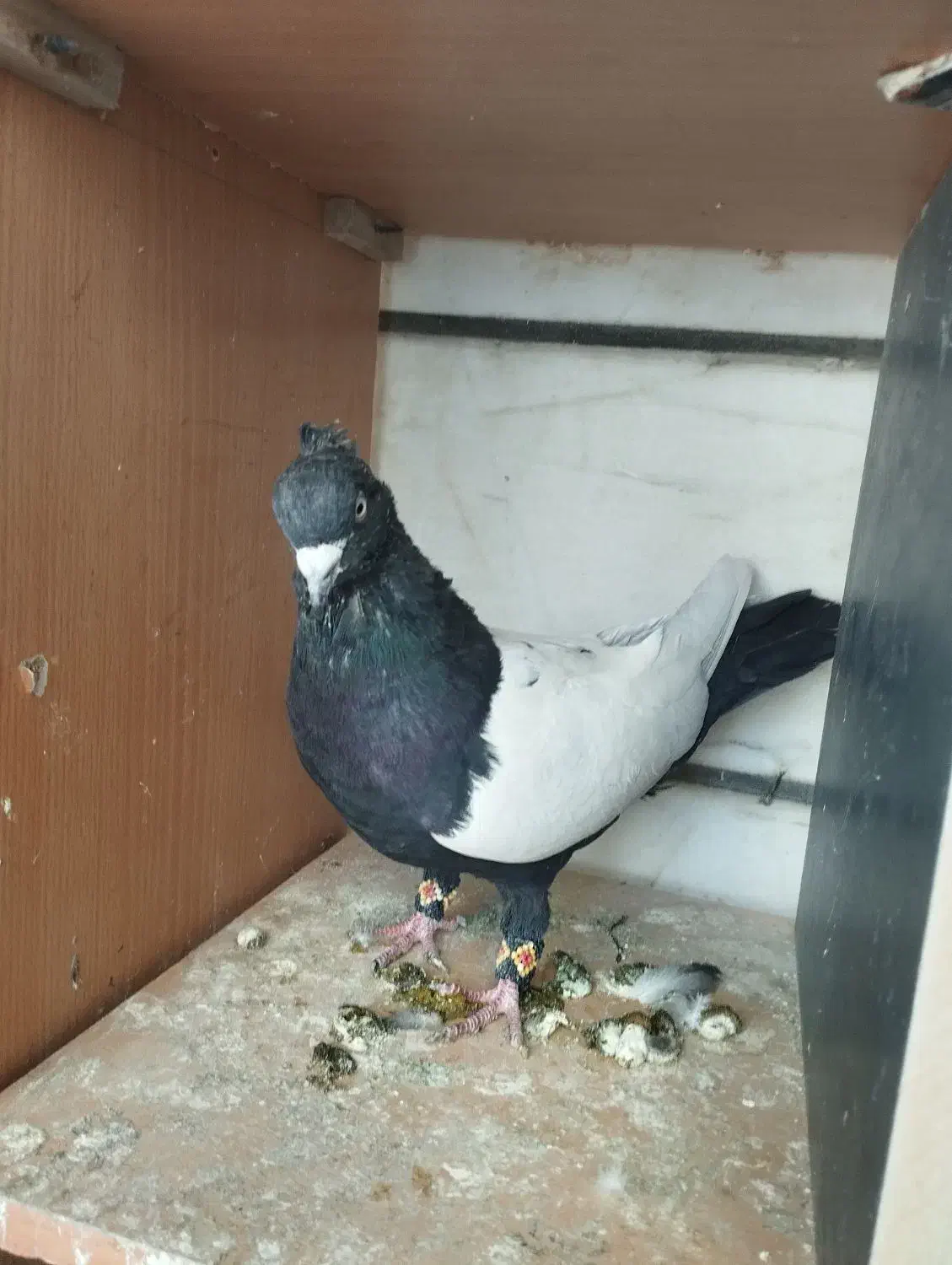 کفتر کبوتر سره حال|پرنده|بروجرد, |دیوار