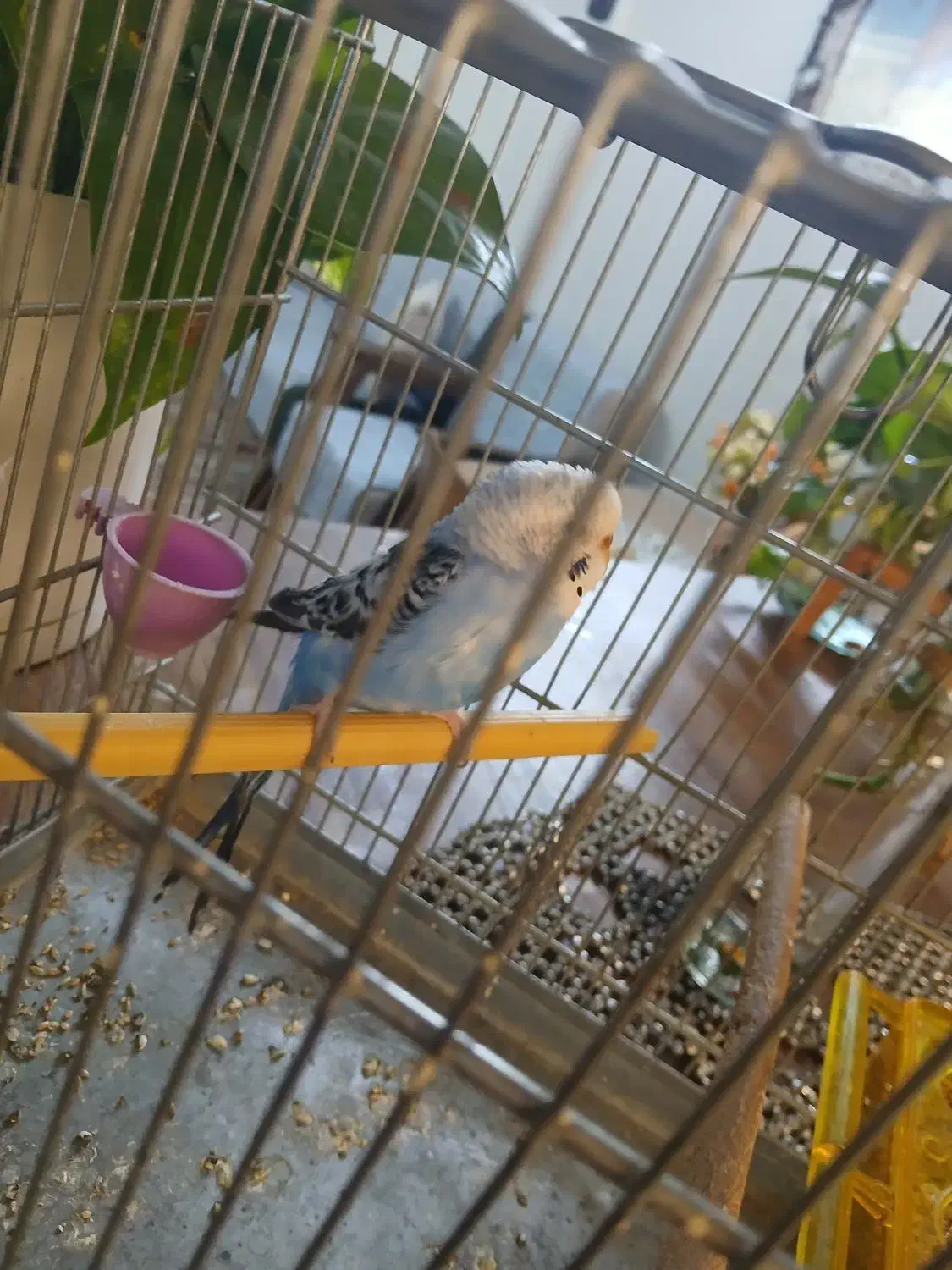 مرغ عشق نر|پرنده|تهران, بیسیم|دیوار