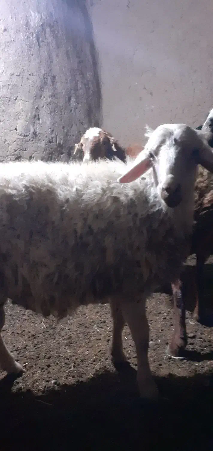 بره قوچی|حیوانات مزرعه|بالا ولایت, |دیوار