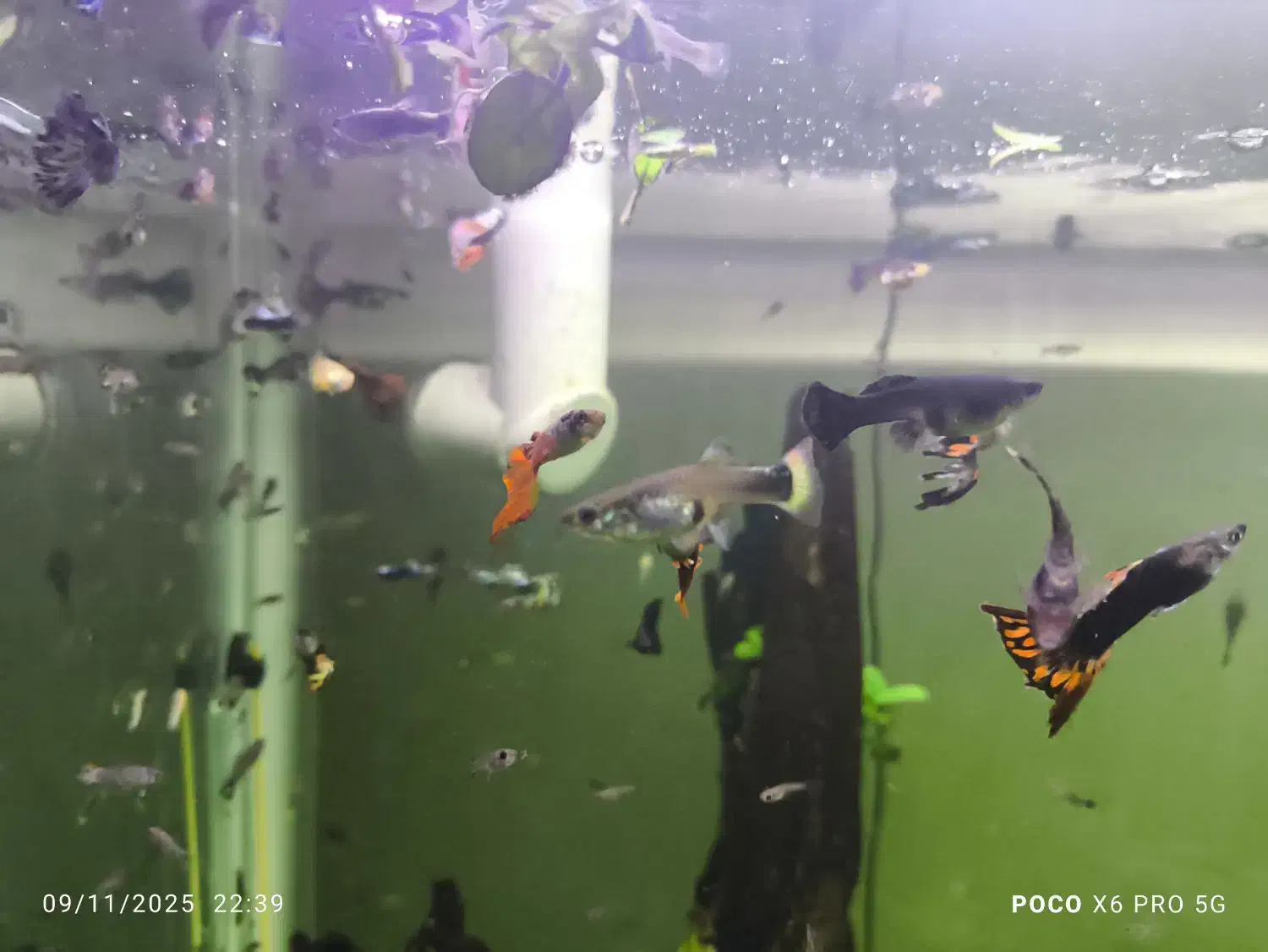 ماهی گوپی|ماهی|شیراز, ریاستی|دیوار