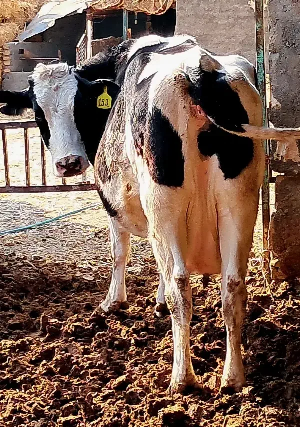 گاو|حیوانات مزرعه|مشهد, توس (بلوار توس)|دیوار