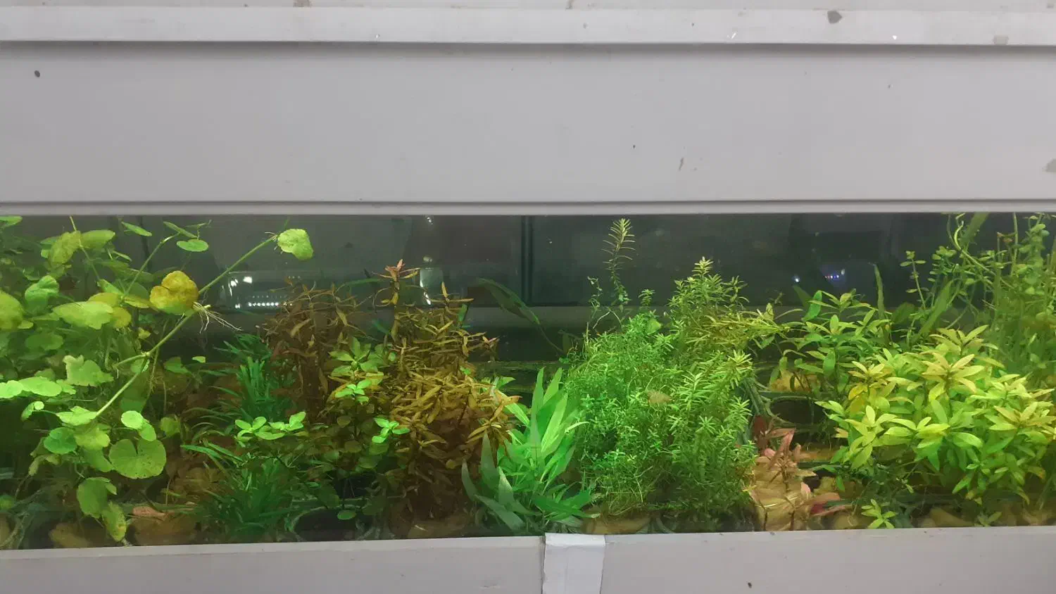 گیاه طبیعی،آکواریوم،تجهیزات|ماهی|تبریز, |دیوار