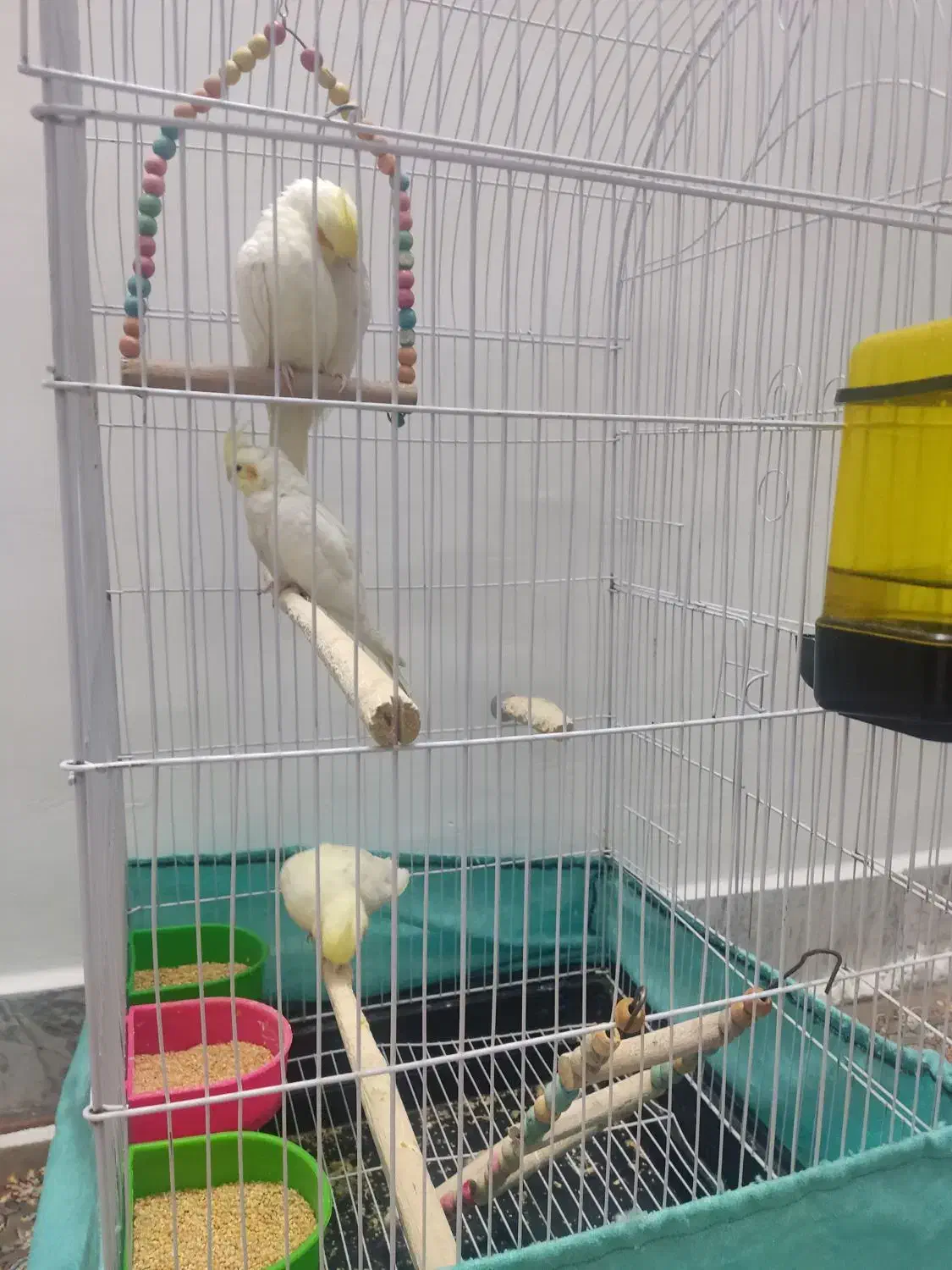 3عدد عروس هلندی نر وماده بسیار سالم|پرنده|تهران, دانشگاه شریف|دیوار