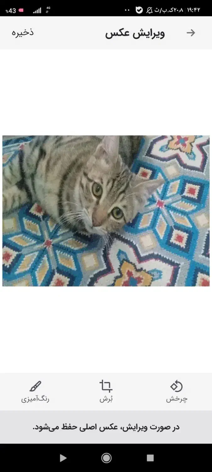 گمشده|گربه|زابل, |دیوار