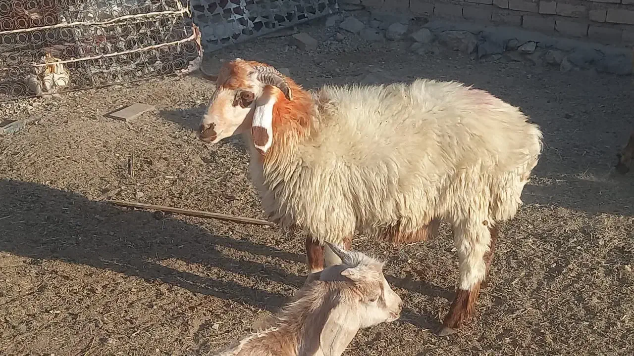 بره ریز|حیوانات مزرعه|مرودشت, پشت سایپا|دیوار