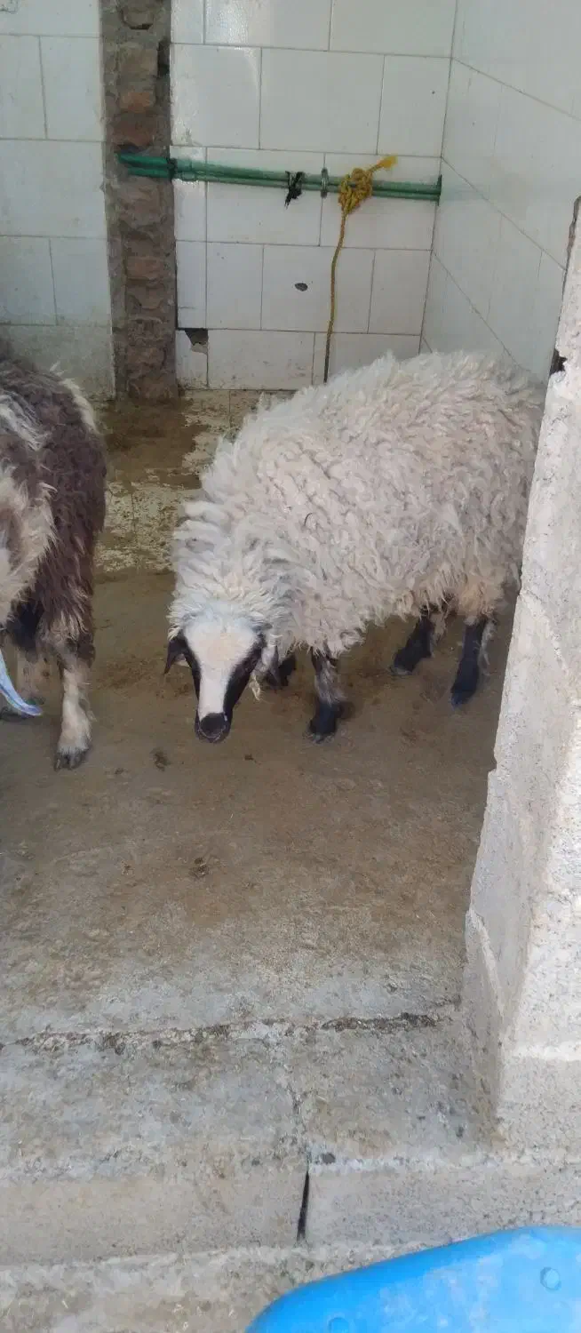 فروش|حیوانات مزرعه|خاش, |دیوار