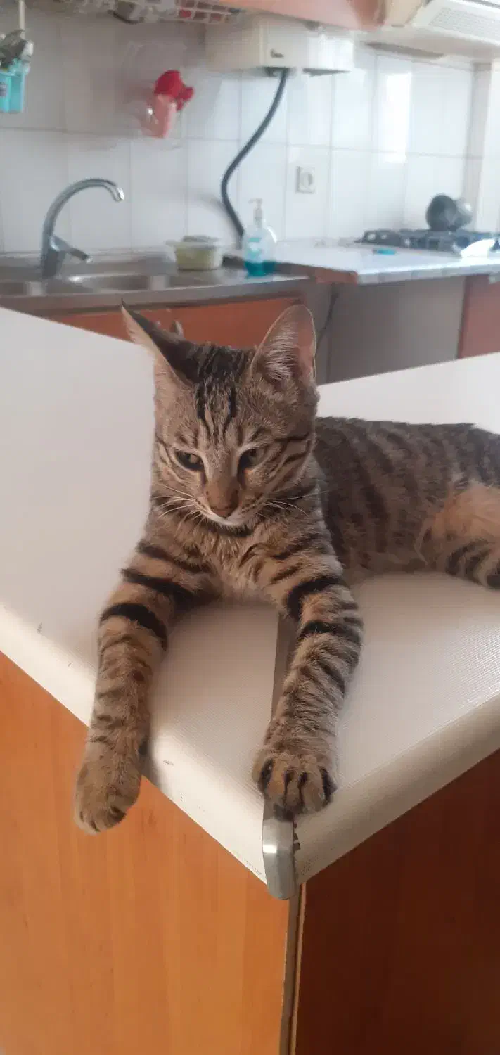 واگزاری گربه|گربه|تهران, اتابک|دیوار