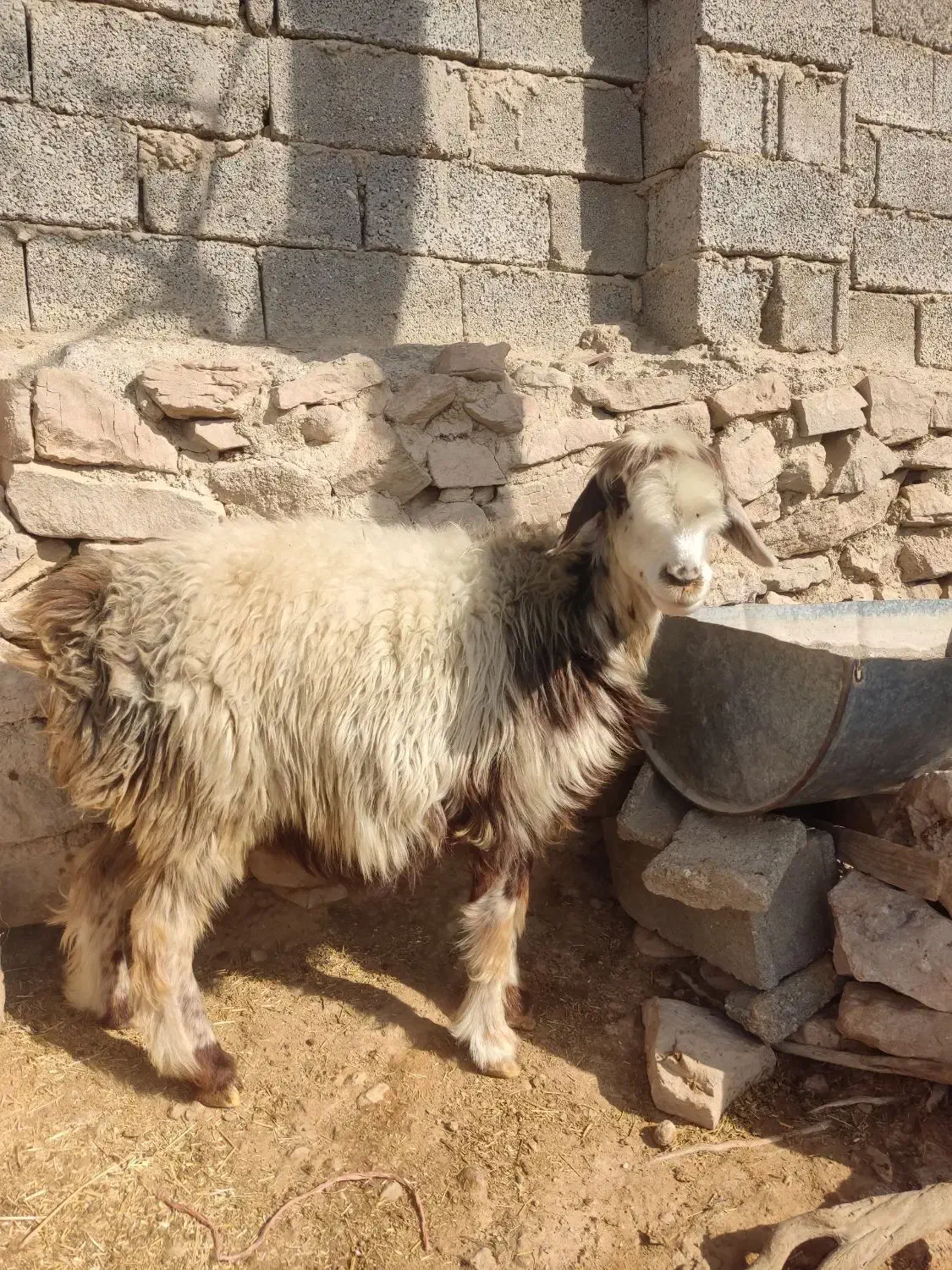 میش ، گوسفند شیشک|حیوانات مزرعه|جره و بالاده, |دیوار