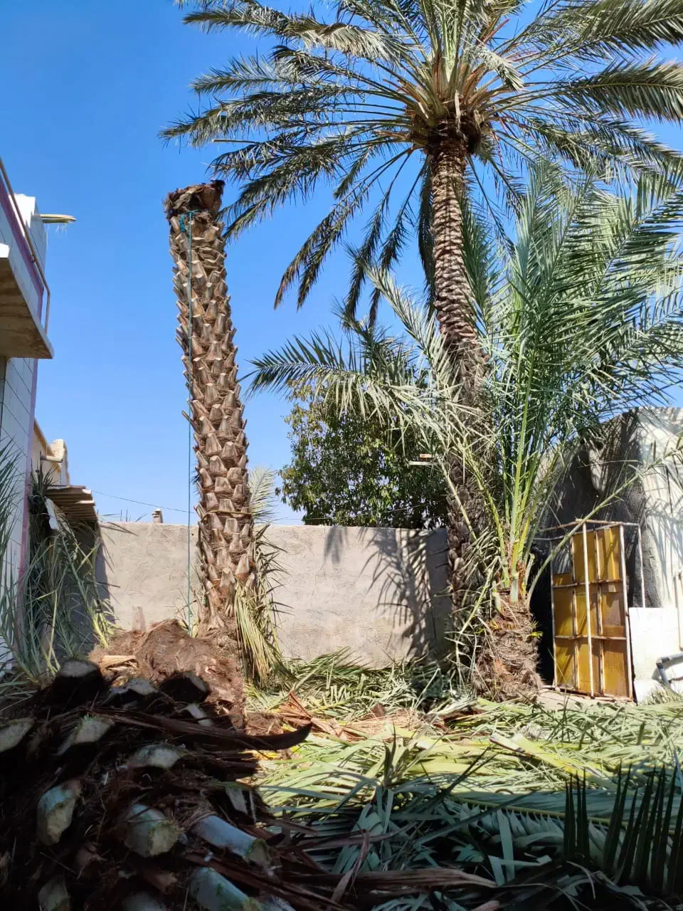 برش نخل قطع نخل در کل استان|خدمات باغبانی و درختکاری|برازجان, |دیوار