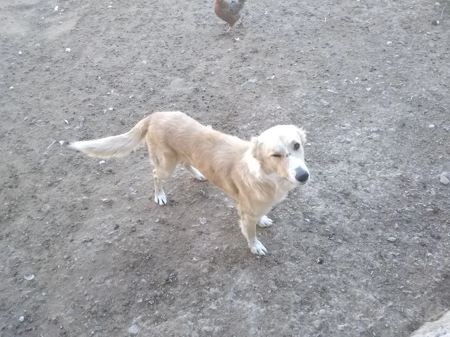 سگ دیاگو|سگ|شیروان (خراسان), |دیوار