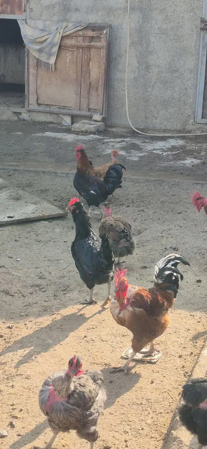 خروس محلی|حیوانات مزرعه|تهران, گلستان (شهرک راه آهن)|دیوار