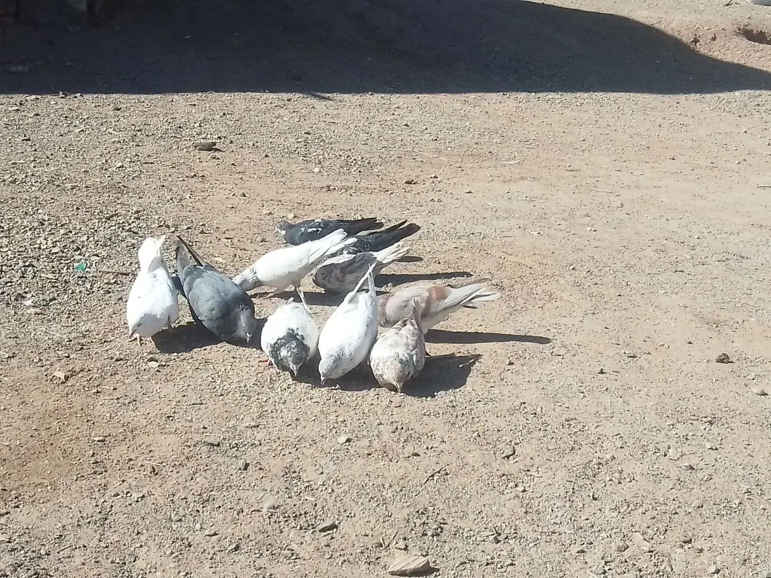 فروش ده عدذ کفتر پرشی|پرنده|ریگان, |دیوار