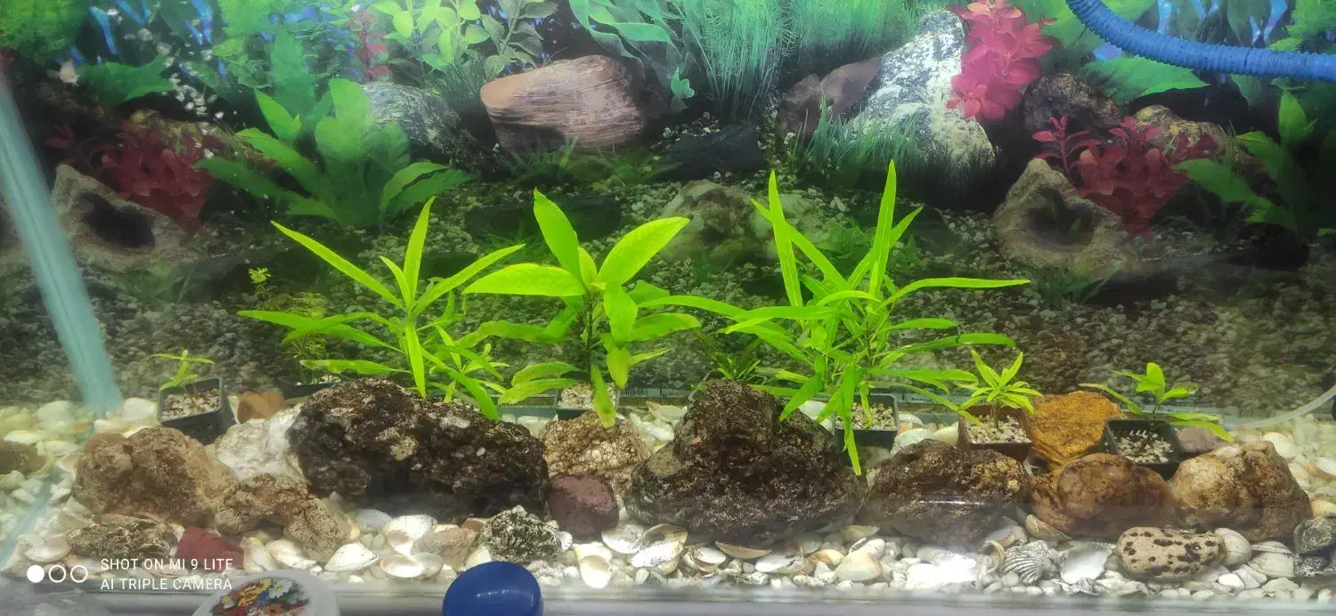 آکواریم شرکتی|ماهی|اهر, |دیوار