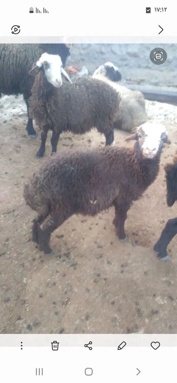 دوتا بره برای پروار|حیوانات مزرعه|گراش, |دیوار