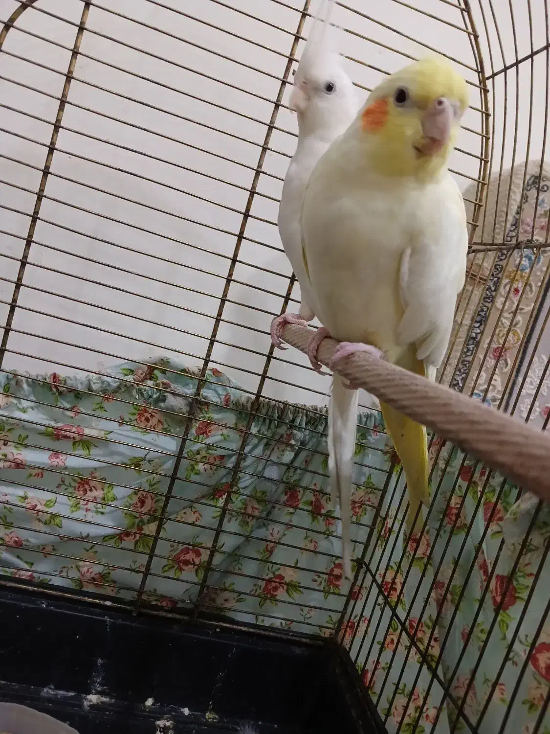 عروس هلندی بالغ|پرنده|نسیمشهر, |دیوار