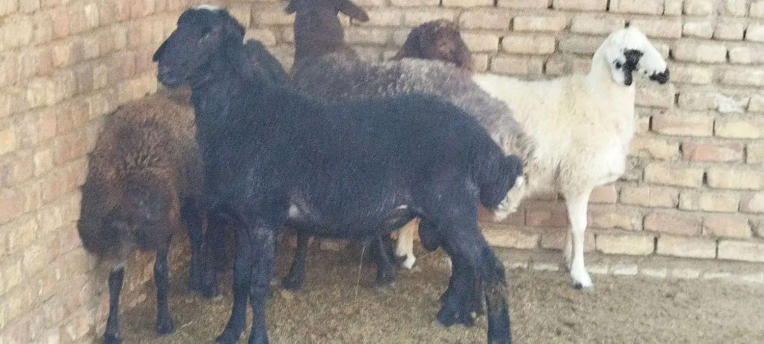 قوچ بره|حیوانات مزرعه|کویرات, |دیوار