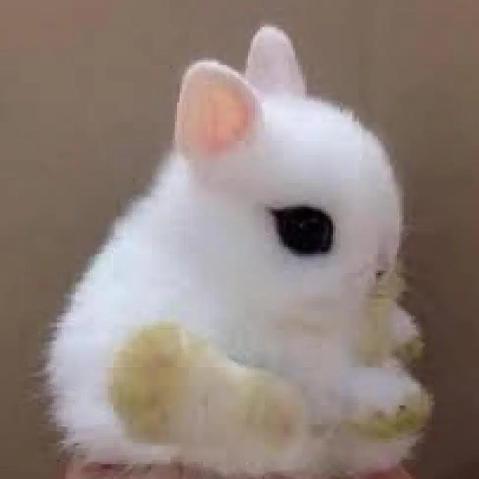 کارخانه تولید خرگوشک مینیاتور ترکیش دار|موش و خرگوش|اصفهان, احمدآباد|دیوار