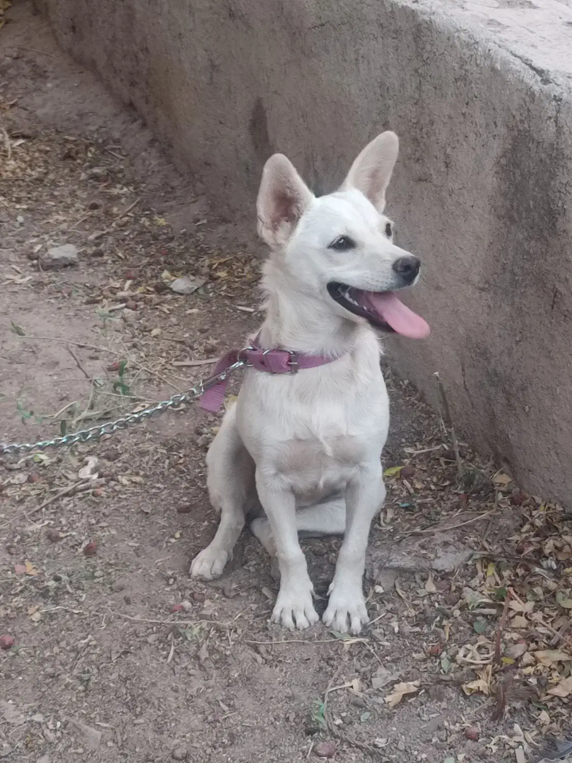 سگ پاکوتاه|سگ|کرمان, |دیوار