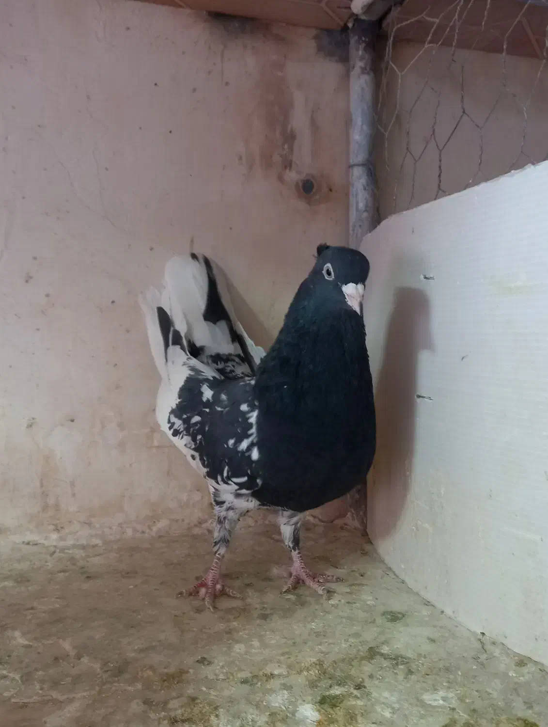 کله سیاه|پرنده|تربت جام, والفجر|دیوار