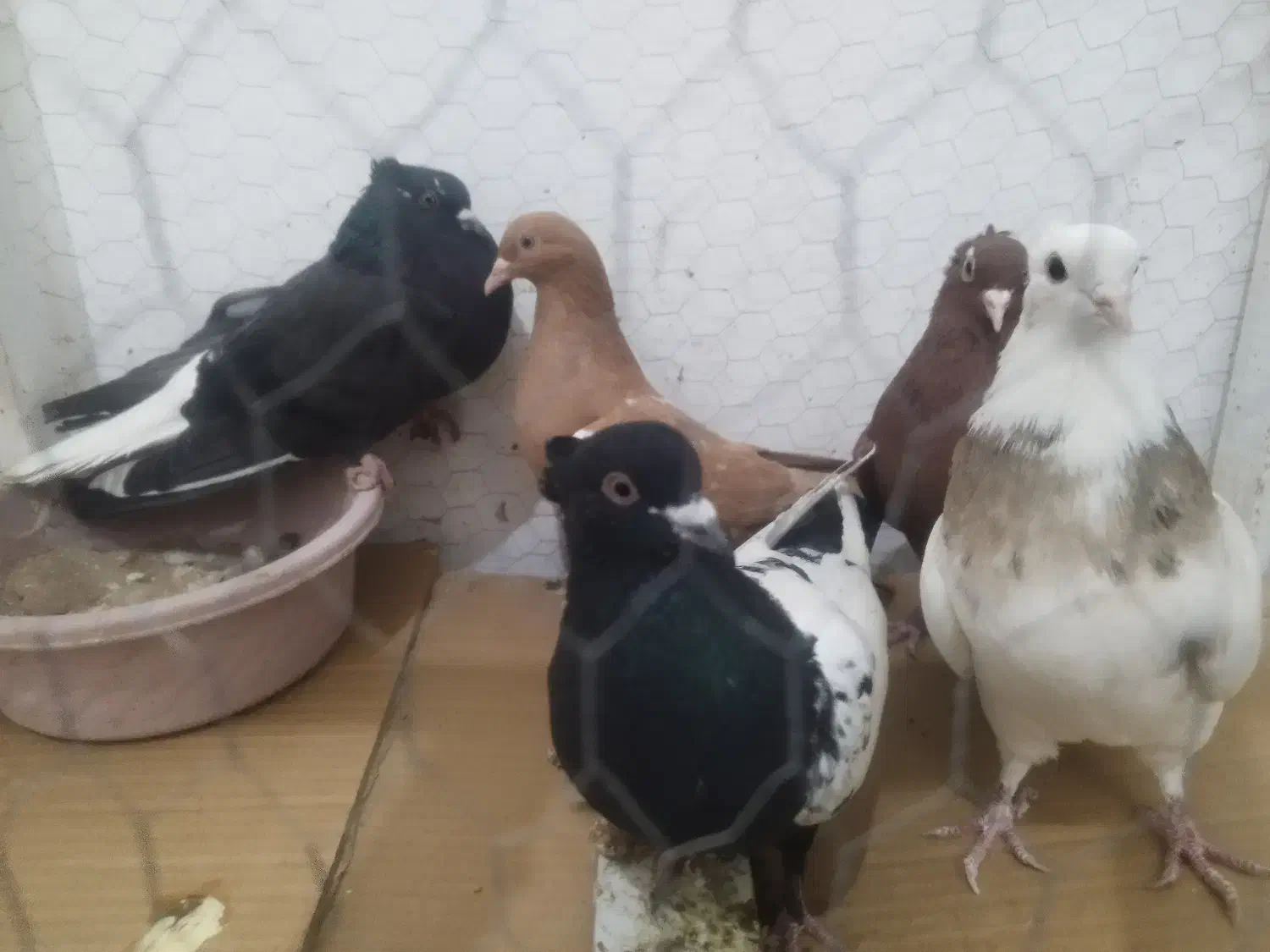 پنج تا ماده جوان رنگی|پرنده|بجنورد, |دیوار