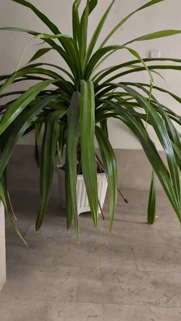 گل تزئینی|گل و گیاه طبیعی|پردیس, فاز ۸|دیوار