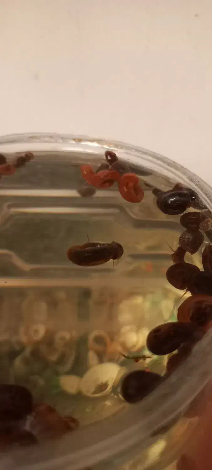 حلزون|خزنده|مشهد, کوی دروی|دیوار