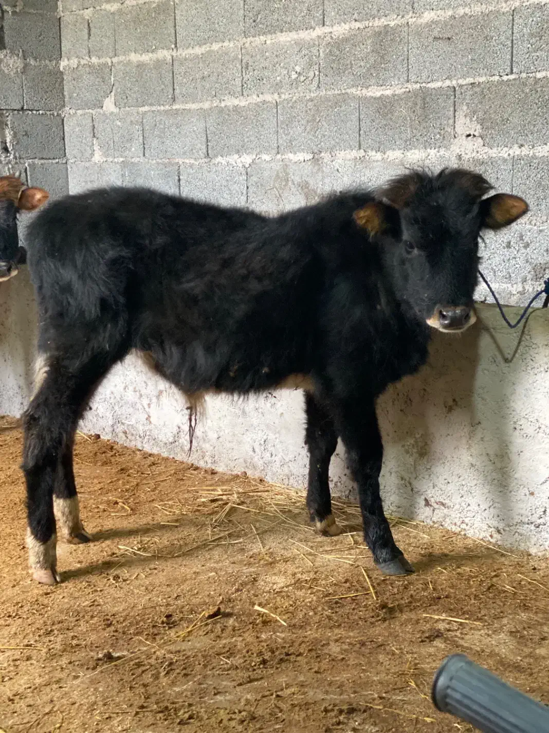 گوساله نر ورزاکوله آث|حیوانات مزرعه|ماسال, |دیوار