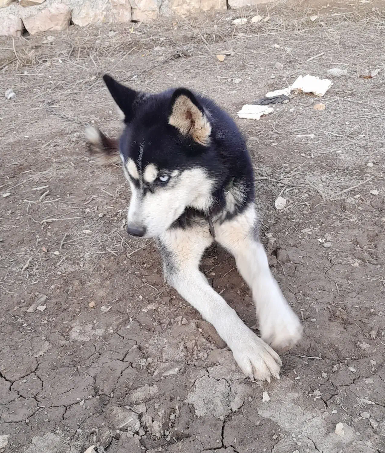 سگ هاسگی|سگ|اردبیل, |دیوار