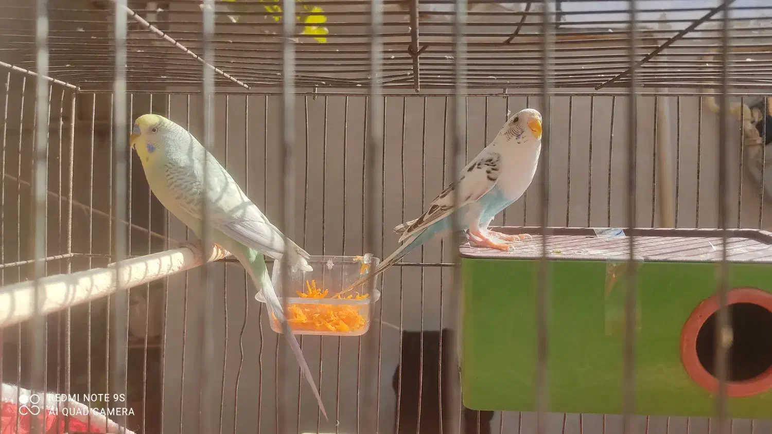 مرغ عشق|پرنده|اقبالیه, |دیوار