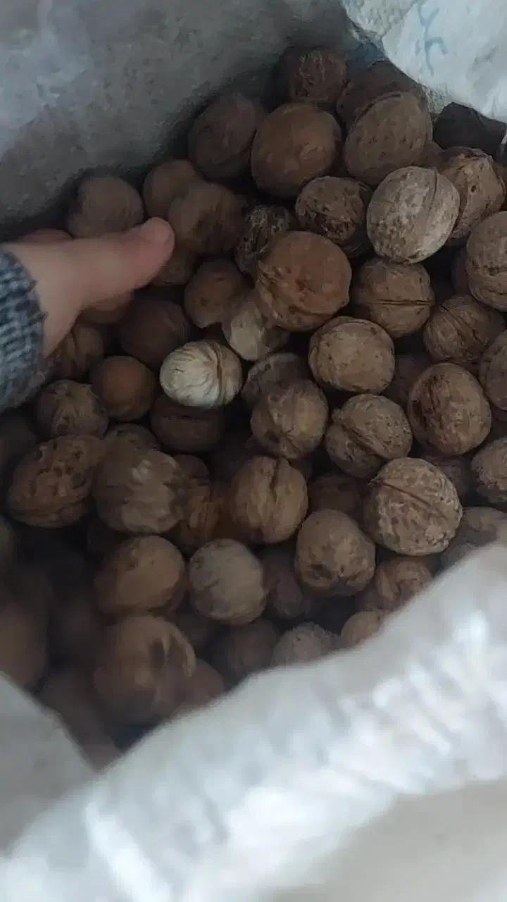 گردو بجنورد یکدست و تو پر و پرچرب|خوردنی و آشامیدنی|قائم‌شهر, |دیوار