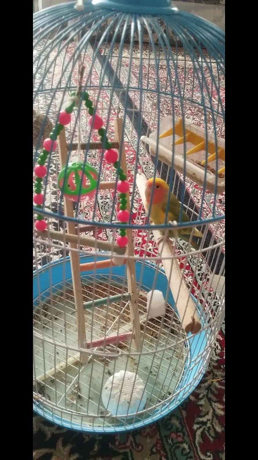 طوطی برزیلی دستی همراه باقفس|پرنده|زرند, |دیوار