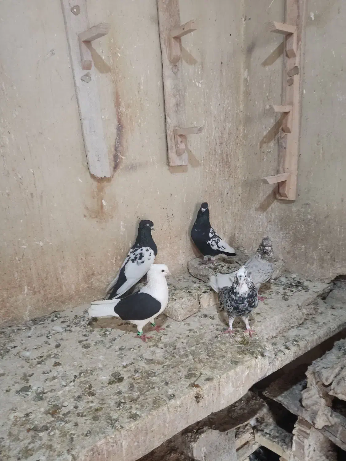 رنگی|پرنده|گتوند, |دیوار