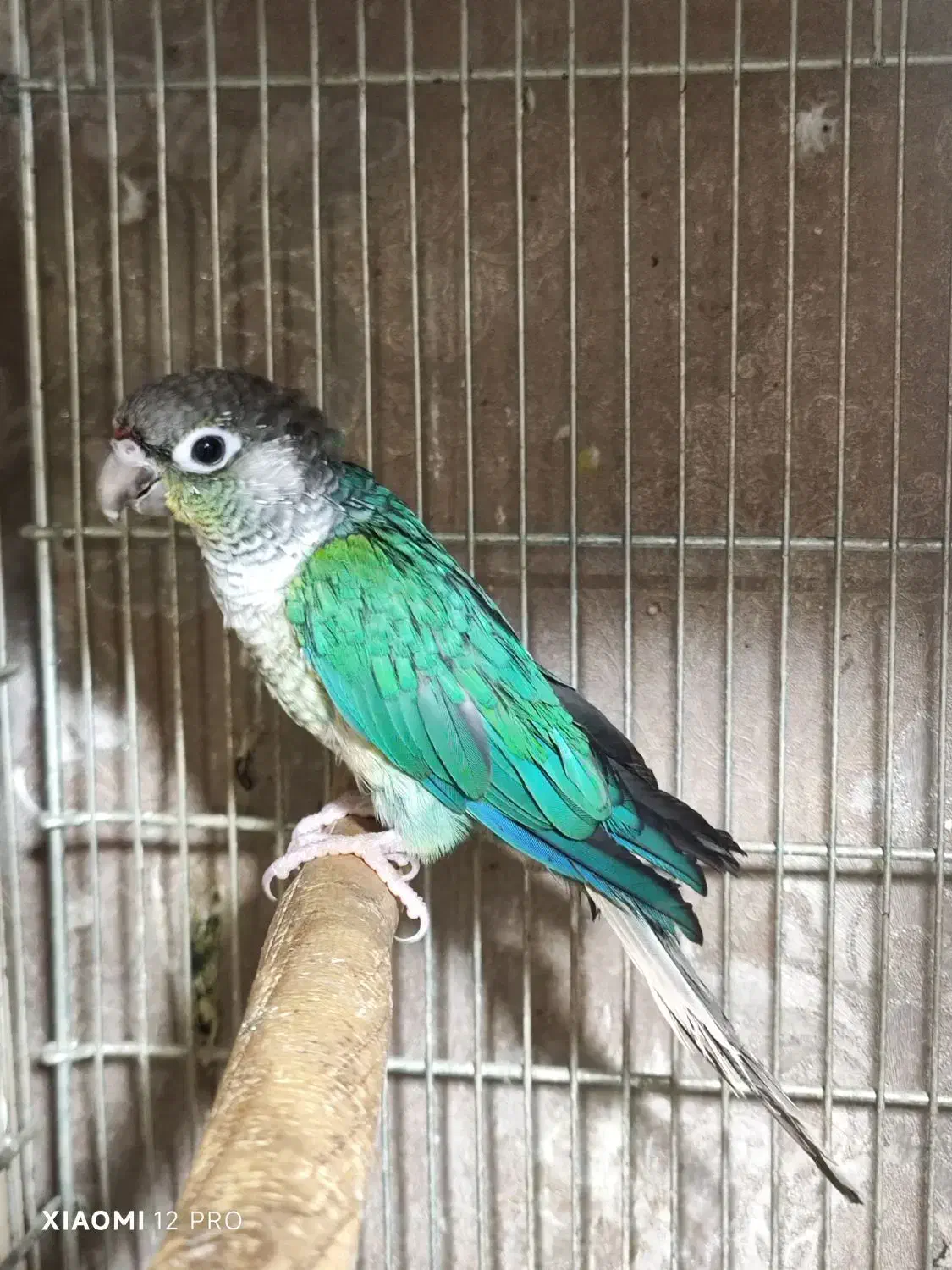 خرید فروش طوطی گرینچیک راهب کاسکو اکلکتوس خورشیدی|پرنده|تهران, صاحب الزمان|دیوار