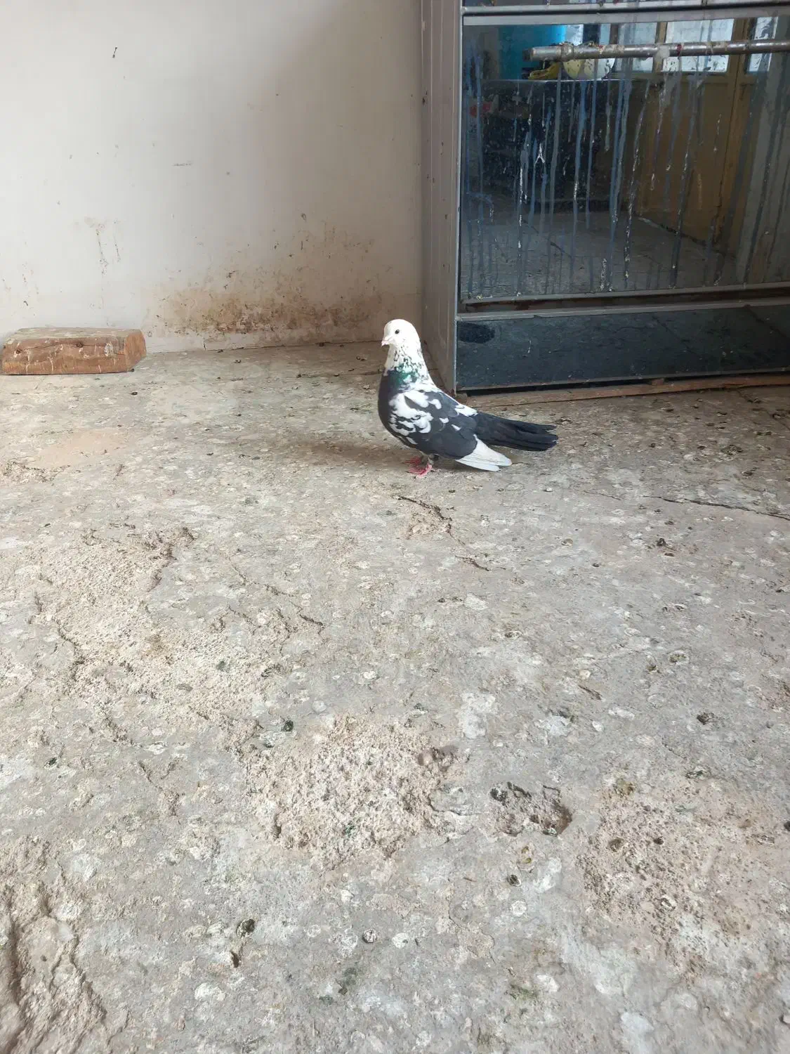 کفتر نر|پرنده|شاهرود, |دیوار