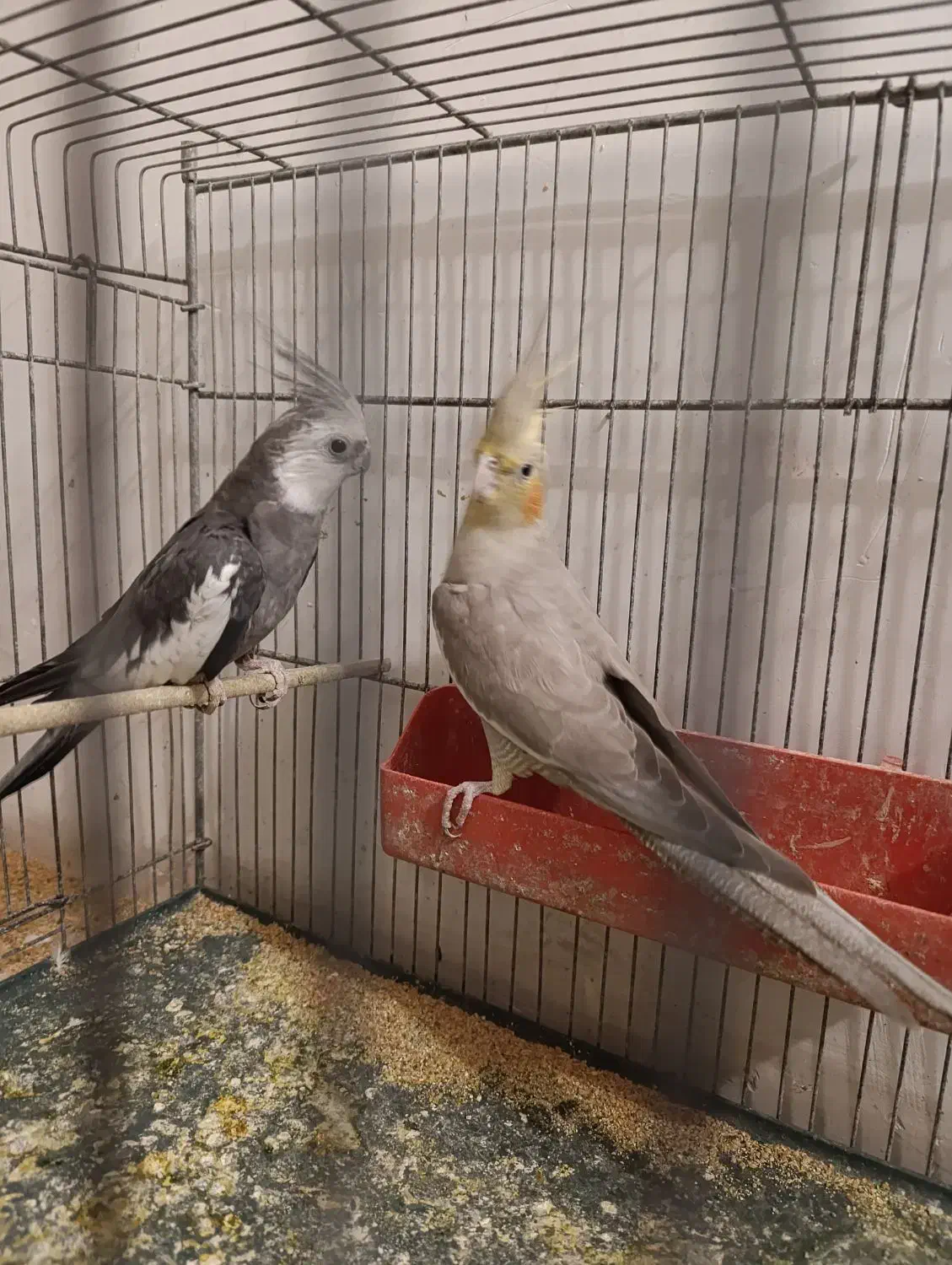 یک جفت عروس هلندی سخنگو|پرنده|سمنان, |دیوار