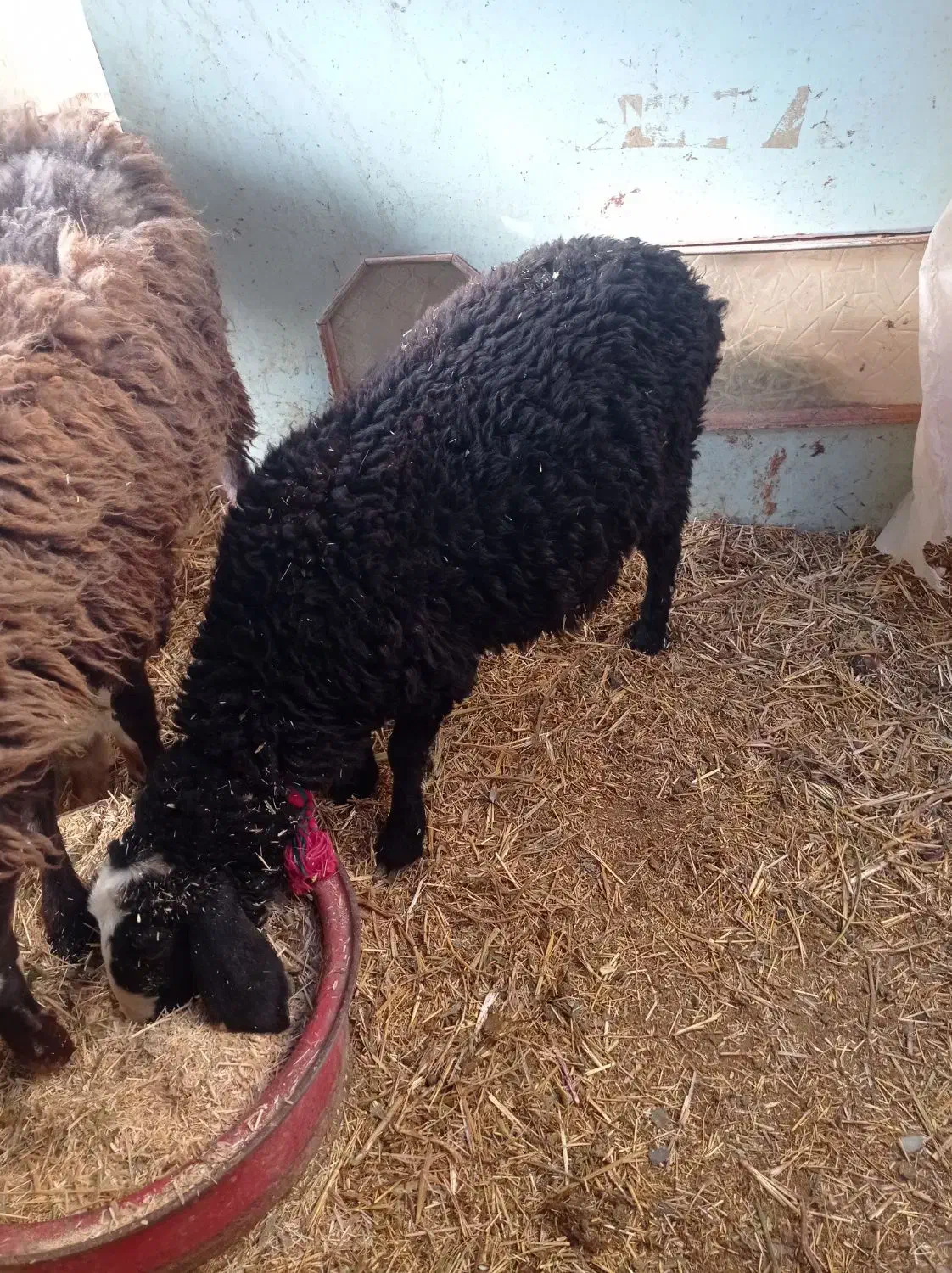 2رس بره1رس بزغاله|حیوانات مزرعه|اسفرورین, |دیوار