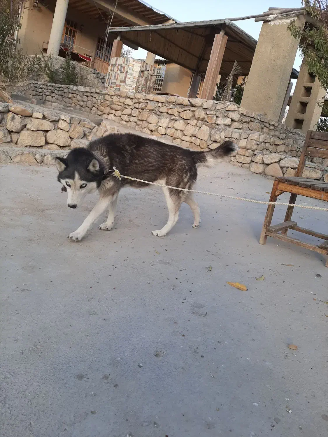 هاسکی اصیل، سالم و بسیار سرحال یا|سگ|دشمن زیاری, |دیوار