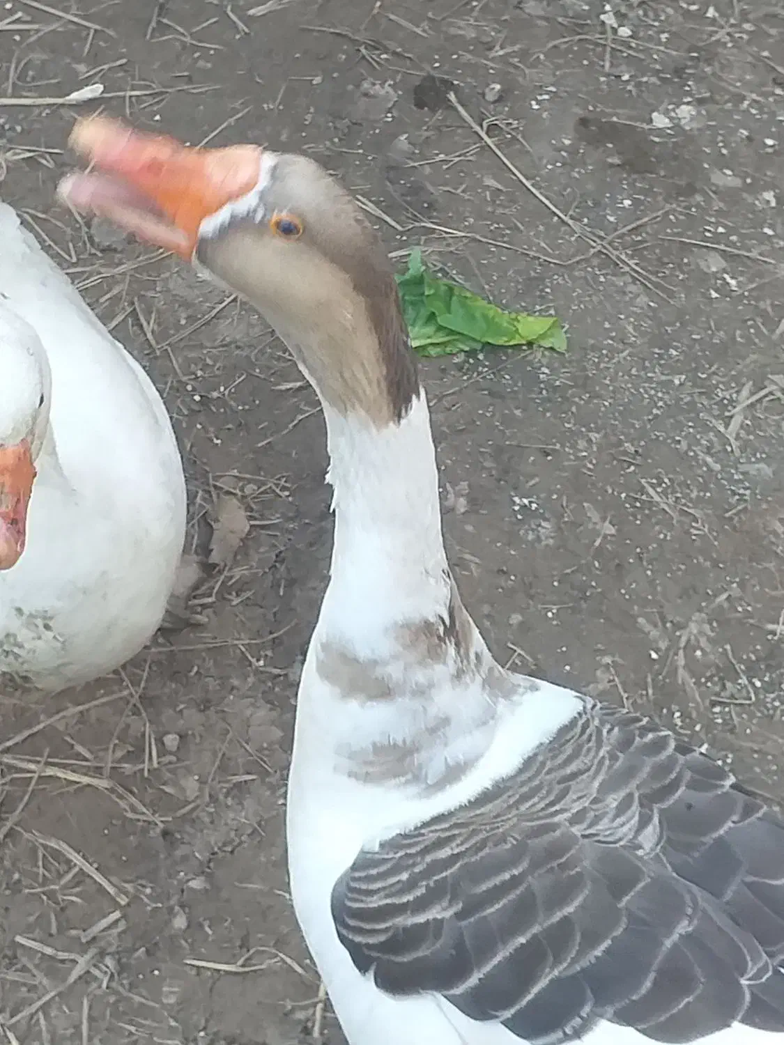 غاز|حیوانات مزرعه|نسیم‌شهر, |دیوار