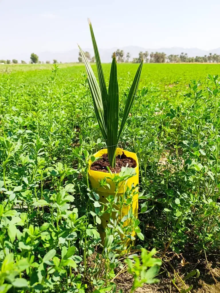 فسیل(پاجوش)کلوته و مضافتی|خدمات باغبانی و درختکاری|کهنوج, |دیوار
