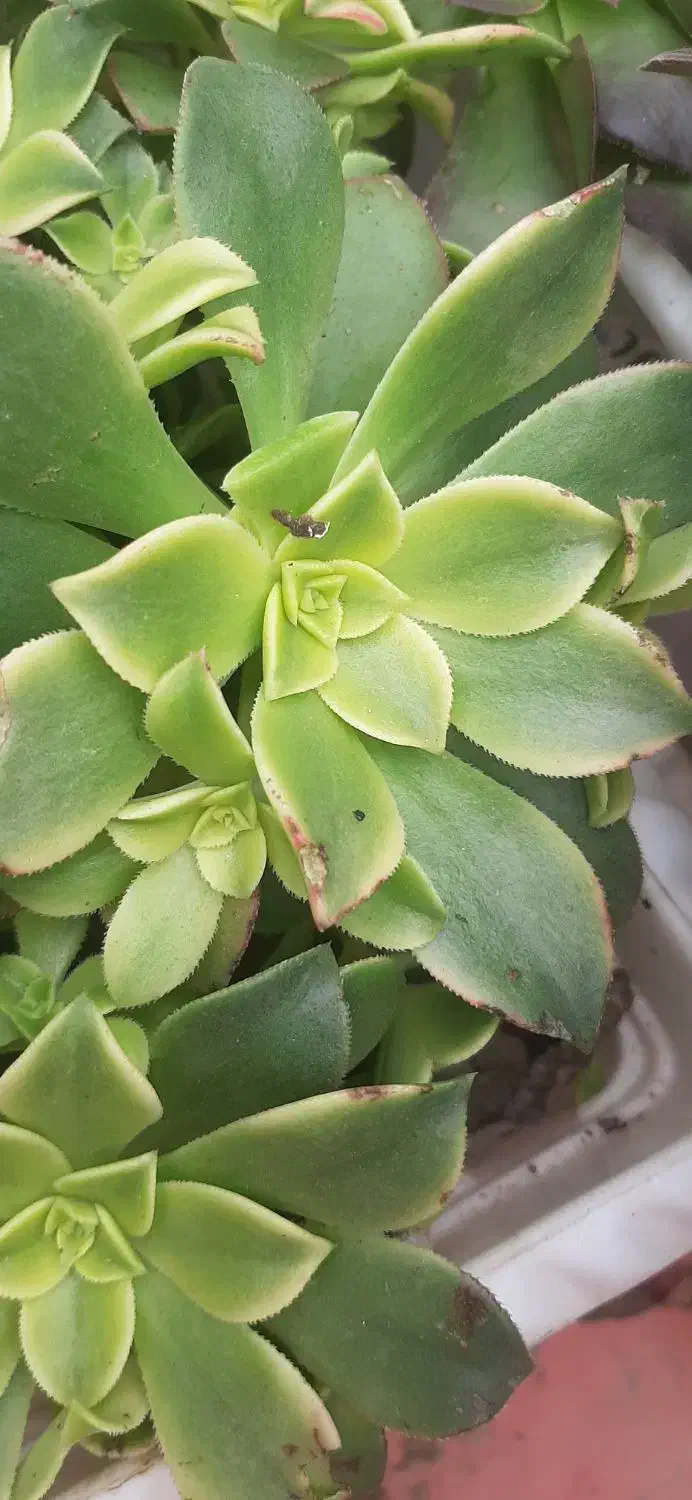 گلهای طبیعی|گل و گیاه طبیعی|رشت, خمیران زاهدان|دیوار